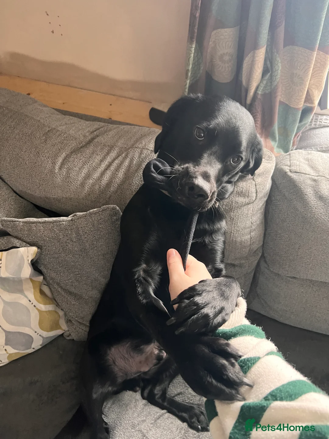 Springador dogs for sale: Springador looking for a new home  - Advert 7