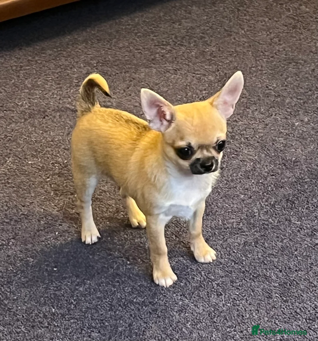 Chihuahua dogs for sale: Chihuahua puppy  - Advert 1