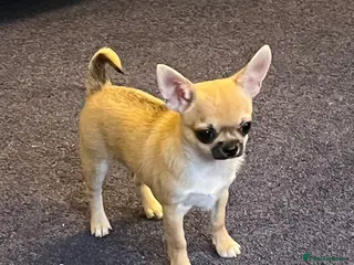 Chihuahua dogs Chihuahua puppy - Advert 4