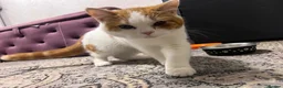 Scottish Fold cats for sale:  fluffy Scottish fold straight ears male  - Advert 5
