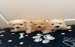West Highland Terrier dogs for sale: DNA health tested Westie-poos  - Image 2
