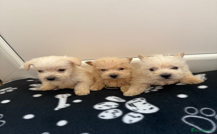 West Highland Terrier dogs - Advert 1