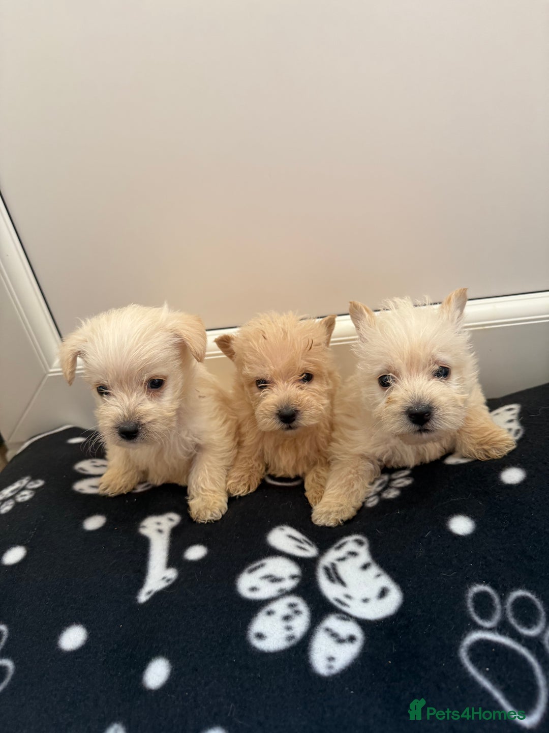 West Highland Terrier dogs for sale: DNA health tested Westie-poos  - Image 2
