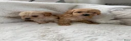 Cockapoo dogs for sale: Cockapoo F2 Puppies - Advert 17