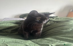 British Shorthair cats for sale: Two cats for sale £50 - Image 3