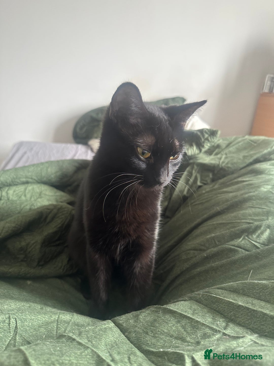 British Shorthair cats for sale: Two cats for sale £50 - Image 3