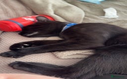 Bombay cats for sale: 2 black male cats - Advert 4