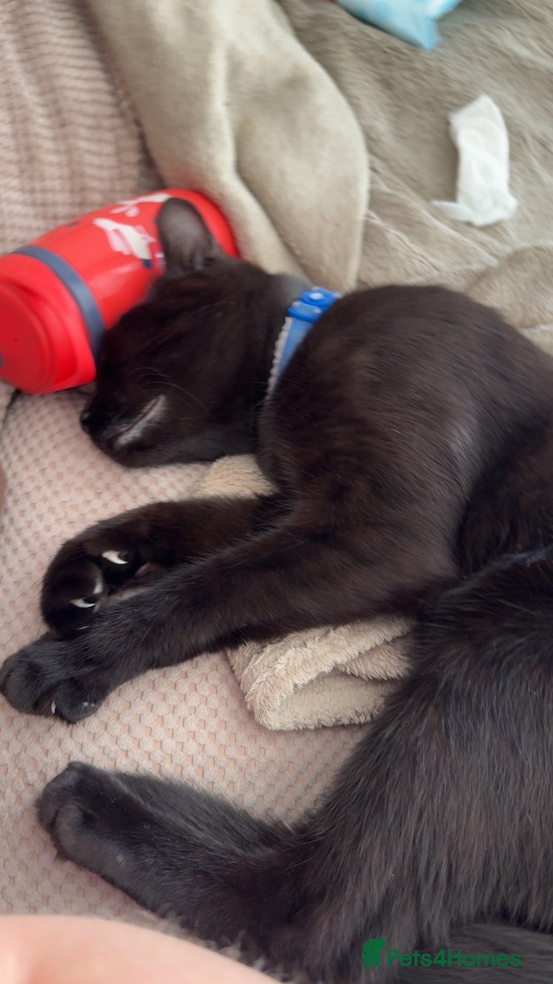 Bombay cats for sale: 2 black male cats - Advert 4