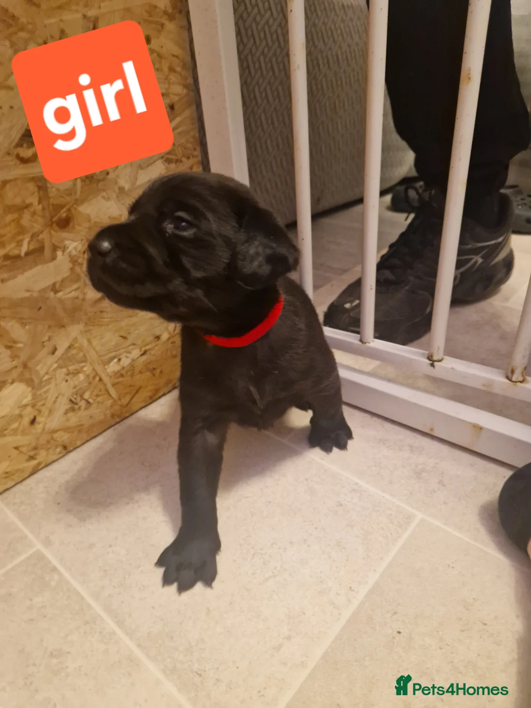 Labrador Retriever dogs for sale: Labrador puppies  - Advert 18