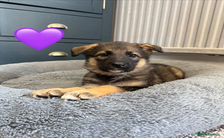 Utonagan dogs - Advert 1