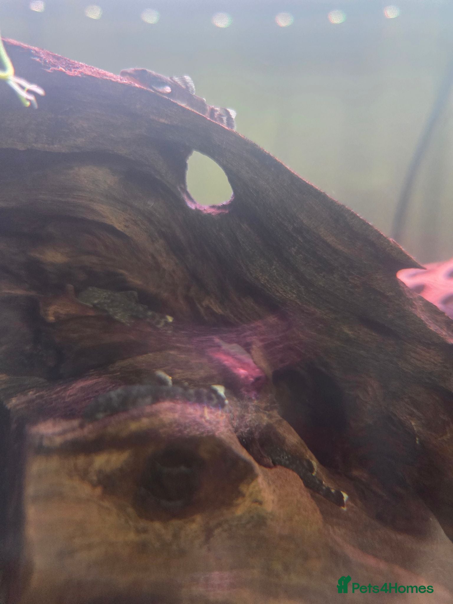Plecos fish Brown bristlenose - Advert 1