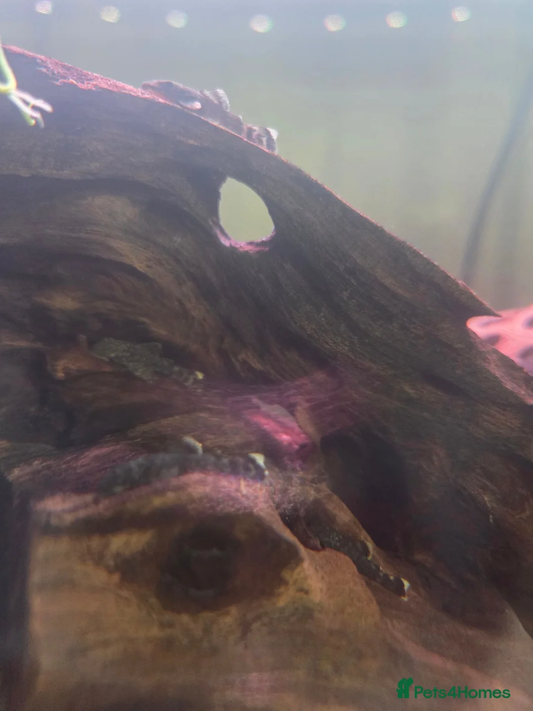 Plecos fish for sale: Brown bristlenose in Kirkcaldy - Advert 1