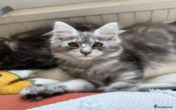 Maine Coon cats for sale: Maine coon - Image 9