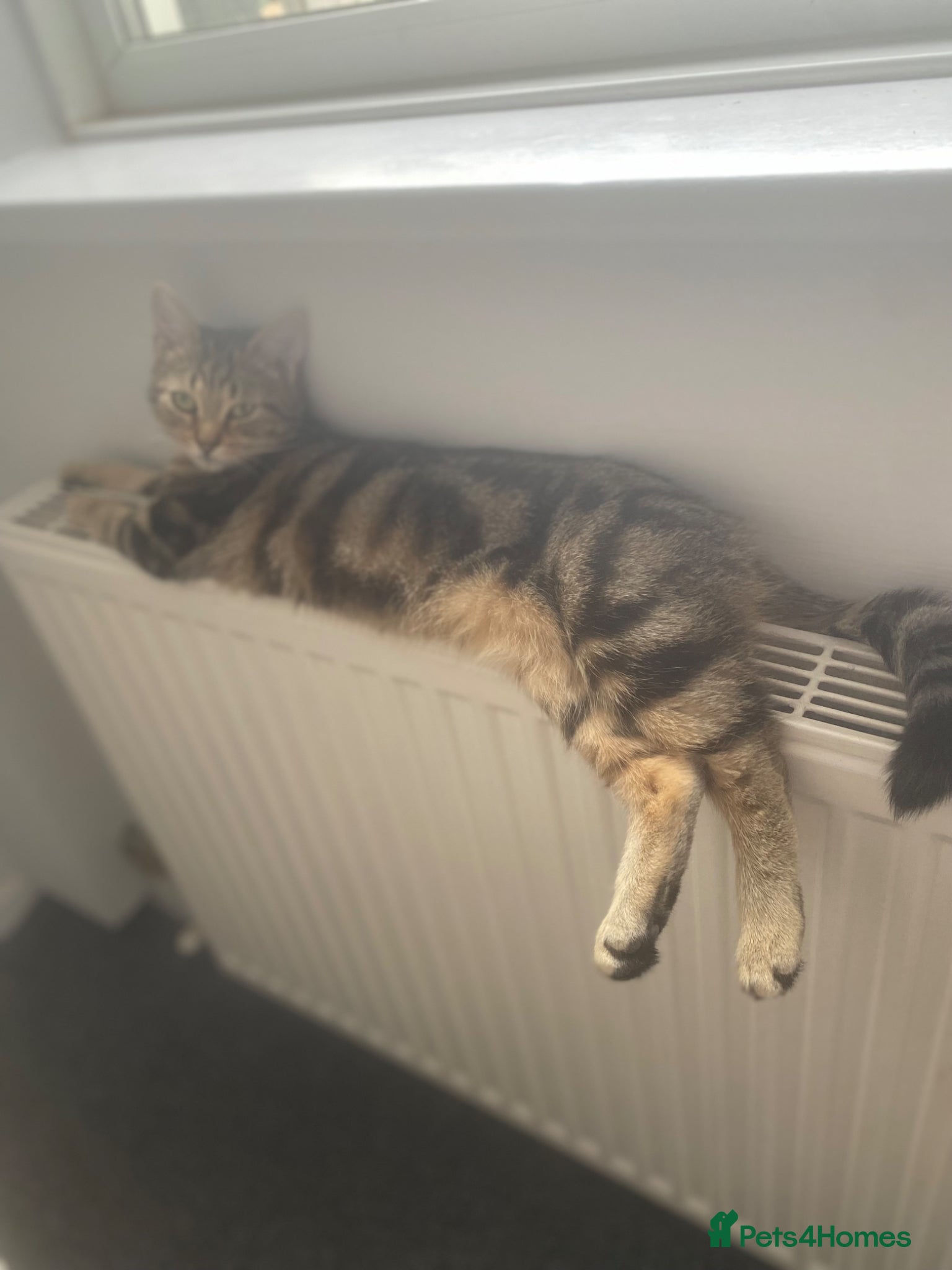 Mixed Breed cats 3 tabby kittens  - Advert 1