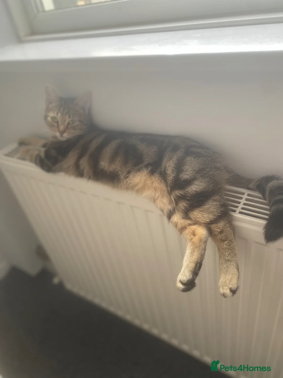 Mixed Breed cats for sale: 2 female 1 male kitten available  - Advert 1