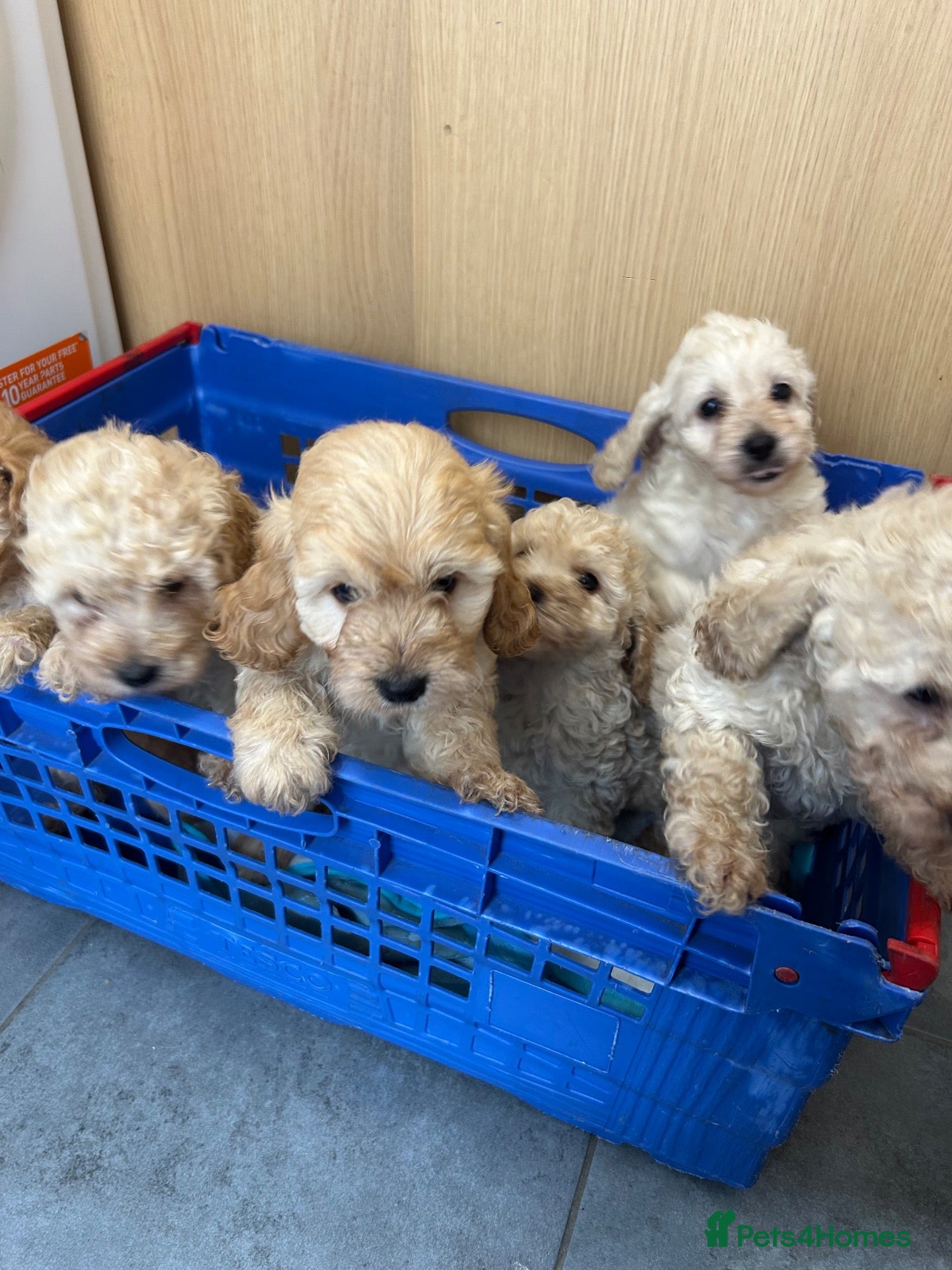 Cockapoo dogs Cockapoo puppy’s f1b  - Advert 2