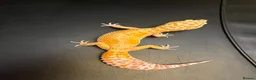 Leopard Gecko reptiles for sale: White&Yellow Snow Tremper 50% Het Eclipse - Advert 2