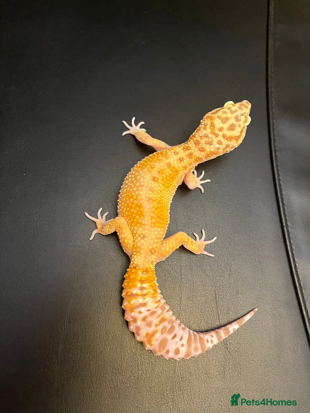 Leopard Gecko reptiles for sale: White&Yellow Snow Tremper 50% Het Eclipse - Advert 2
