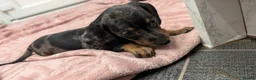Miniature Dachshund dogs for sale: Last puppy available ready now! - Advert 20