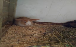 Mini Lop rabbits for sale: Baby lops  - Image 6