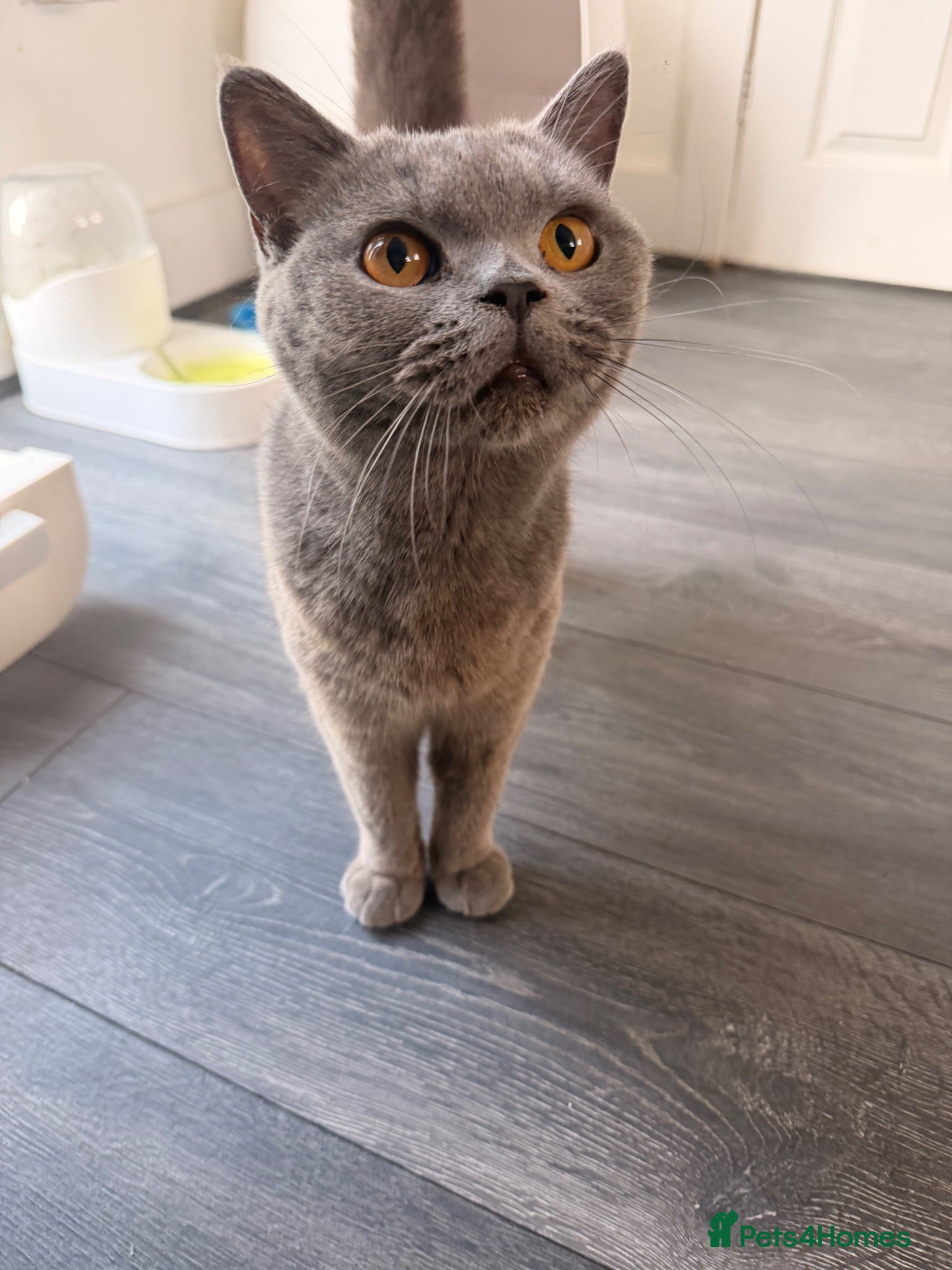 British Shorthair cats Beautiful British shorthair kittens  - Advert 2