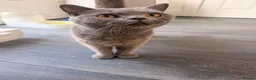 British Shorthair cats for sale: Beautiful British shorthair kittens  - Advert 1