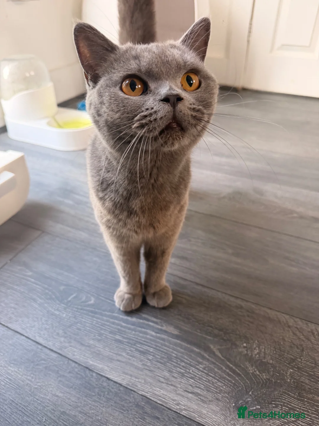 British Shorthair cats for sale: Beautiful British shorthair kittens  - Advert 1
