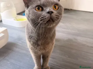 British Shorthair cats Beautiful British shorthair kittens - Advert 3