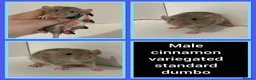 Rat rodents for sale: Adorable Dumbo Baby Rats  - Advert 13
