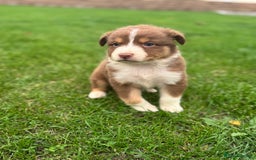 Australian Shepherd dogs for sale: 2 KC registered puppies remaining! Price drop  - Image 18