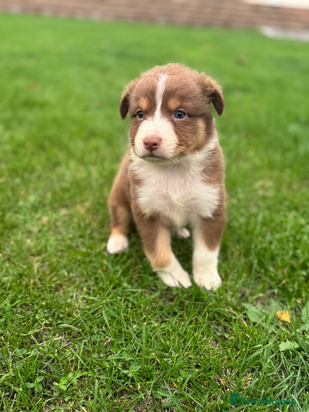 Australian Shepherd dogs for sale: 2 KC registered puppies remaining! Price drop  - Image 18