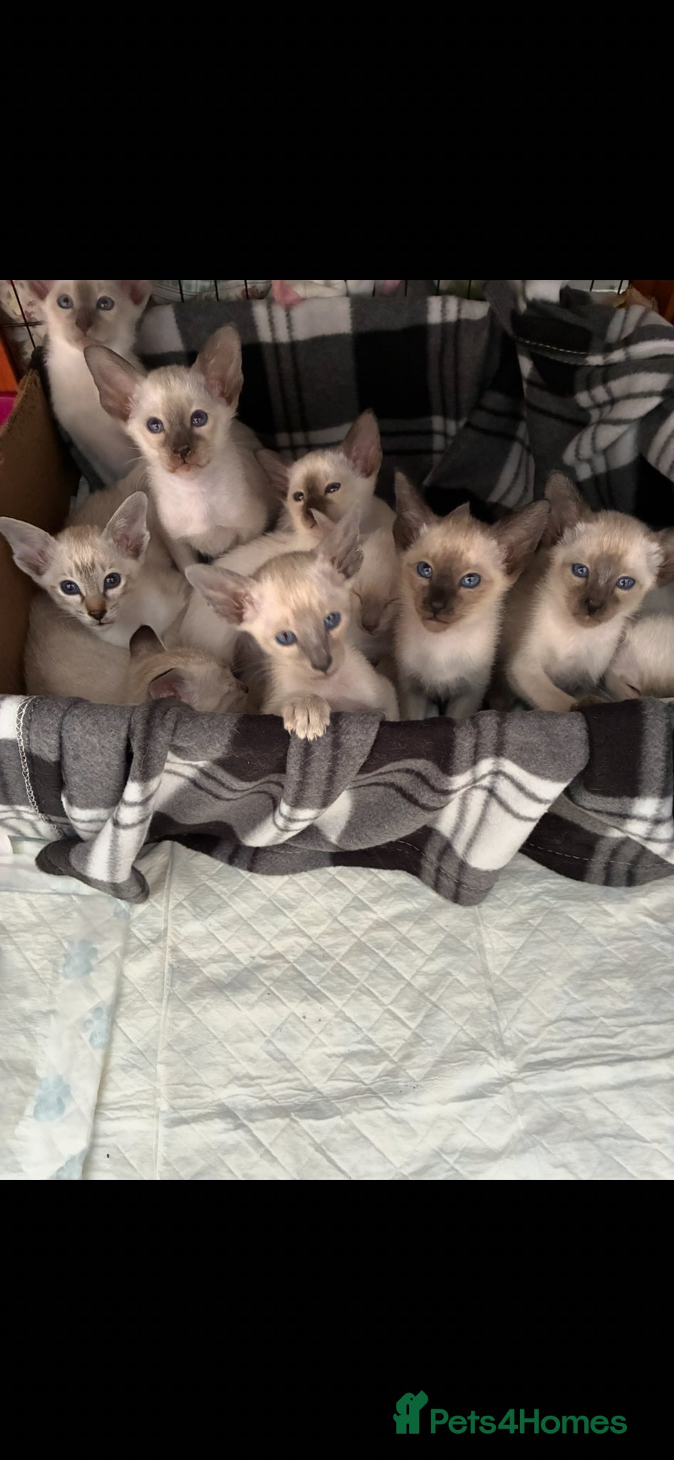 Siamese cats Beautiful adoring Siamese babies - Advert 4