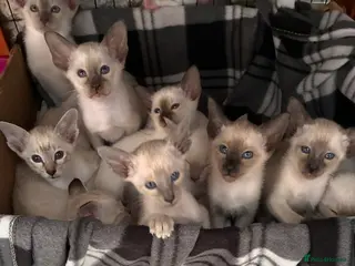 Siamese cats Beautiful adoring Siamese babies - Advert 4