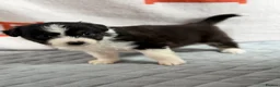 Australian Shepherd dogs for sale: Kc Australia shepherd puppies health test parents - Advert 8