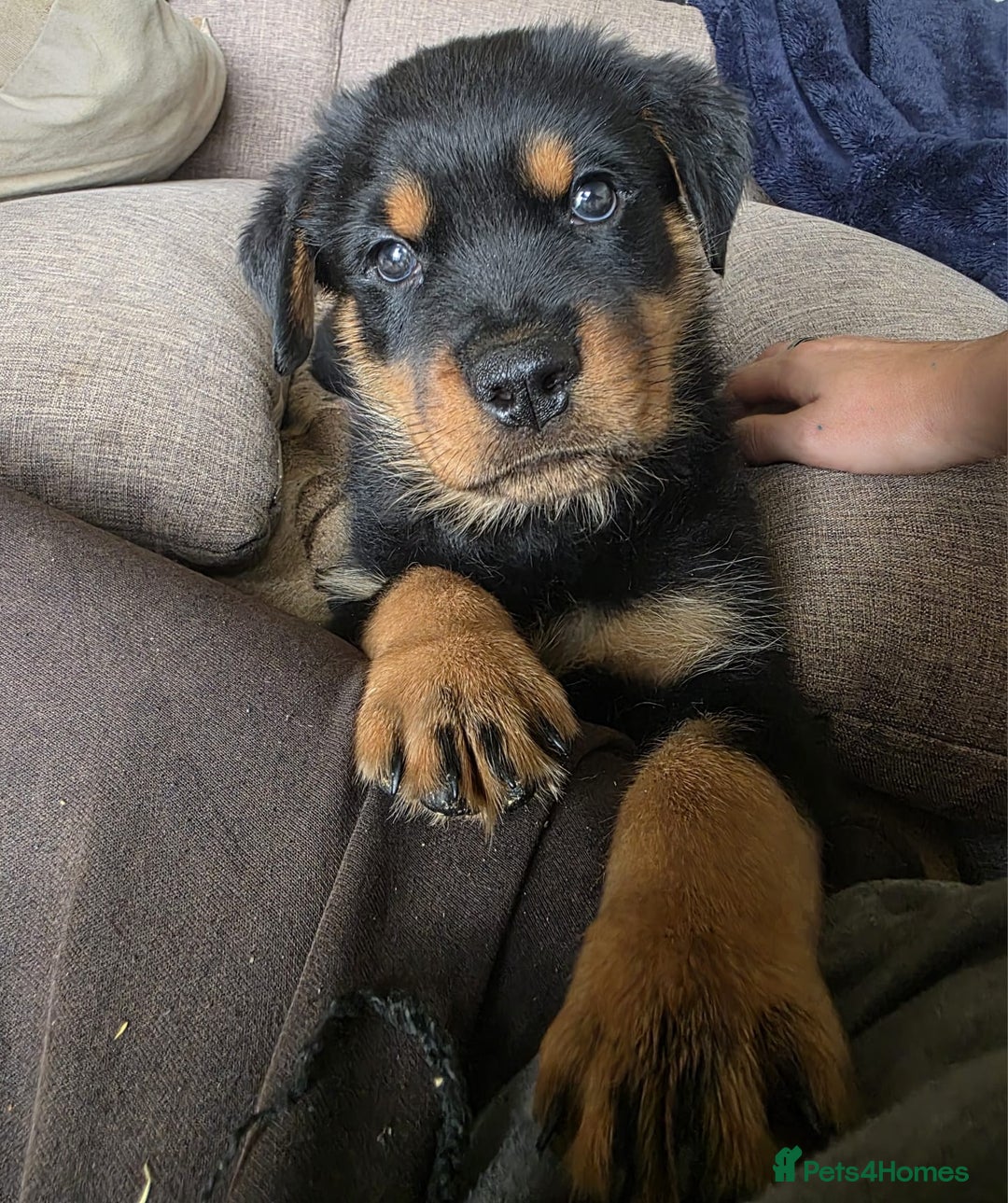 Mixed Breed dogs for sale: Rottweiler x German Shepherd pups ready to go  - Image 12