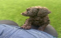 Cockapoo dogs for sale: F1 cockapoo puppies registered breeder - Image 7
