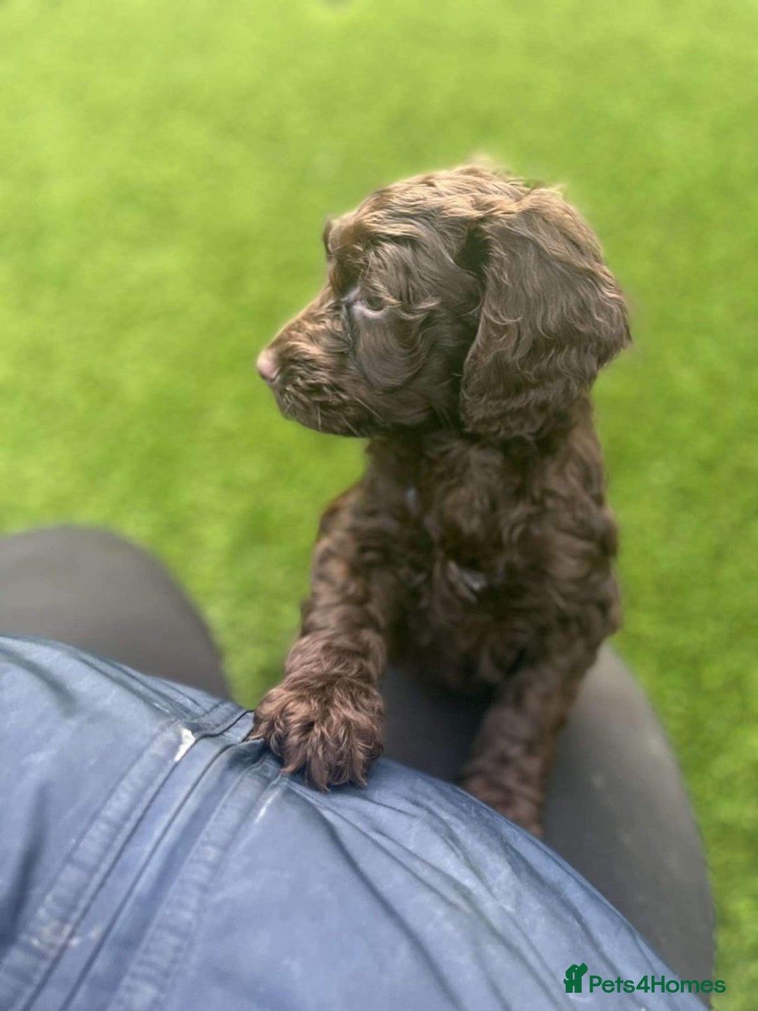 Cockapoo dogs for sale: F1 cockapoo puppies registered breeder - Image 7