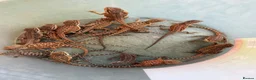 Bearded Dragon reptiles for sale: Baby bearded dragons  - Advert 2