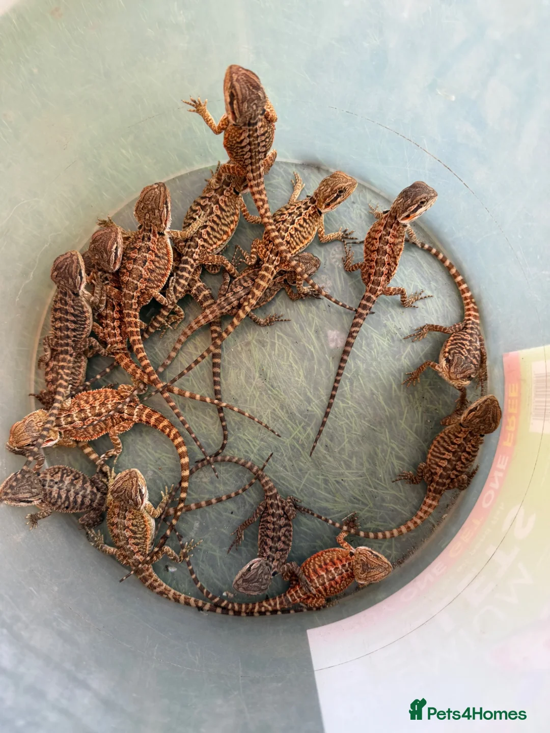 Bearded Dragon reptiles for sale: Baby bearded dragons  - Advert 2
