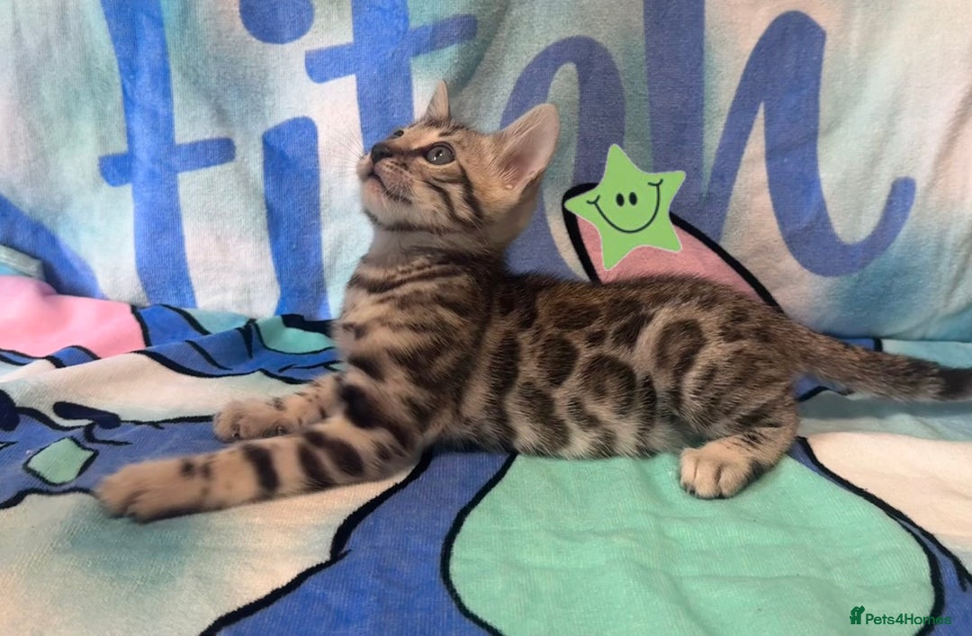 Bengal cats for sale: TICA Silver Bengal kittens - Image 10