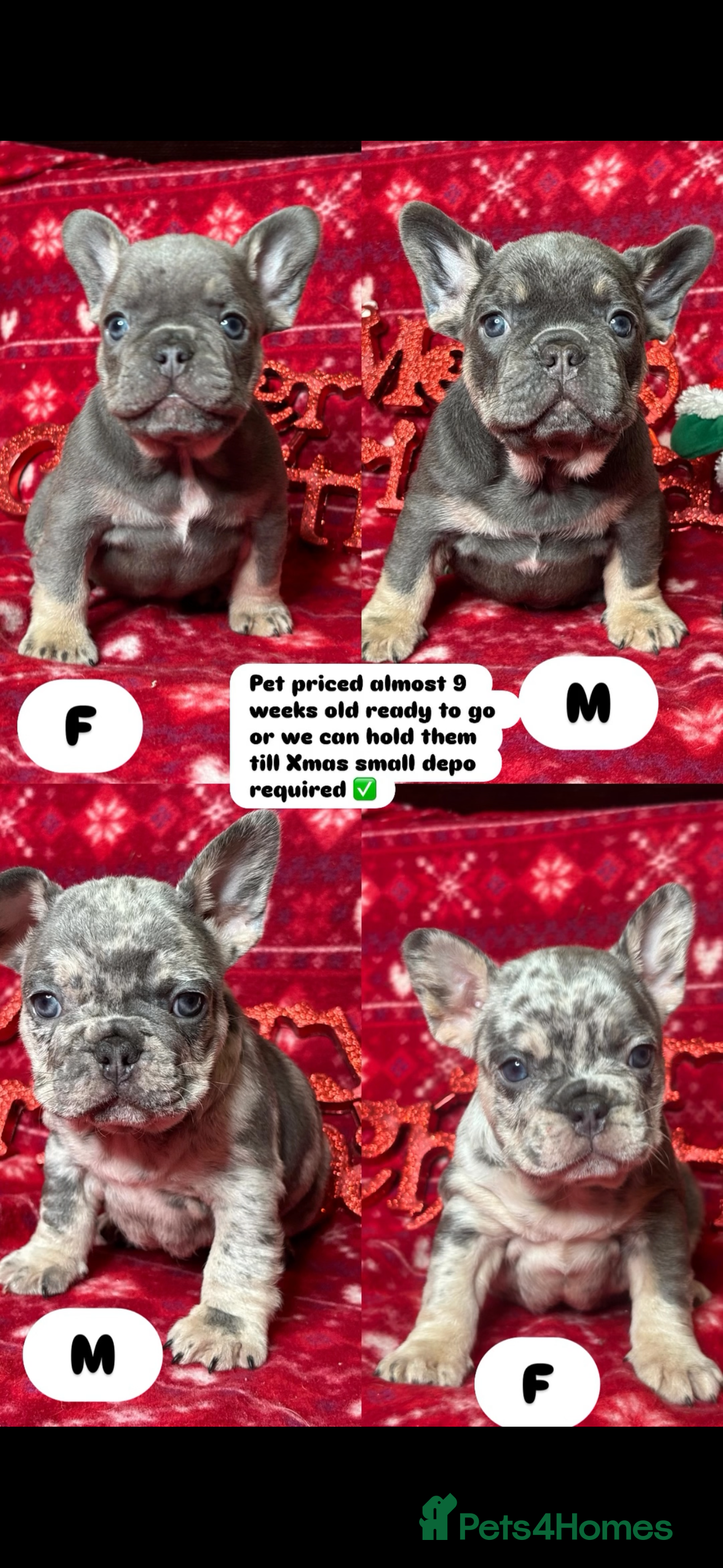 French Bulldog dogs Unique French bulldog pups  - Advert 4