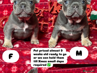 French Bulldog dogs Unique French bulldog pups - Advert 15