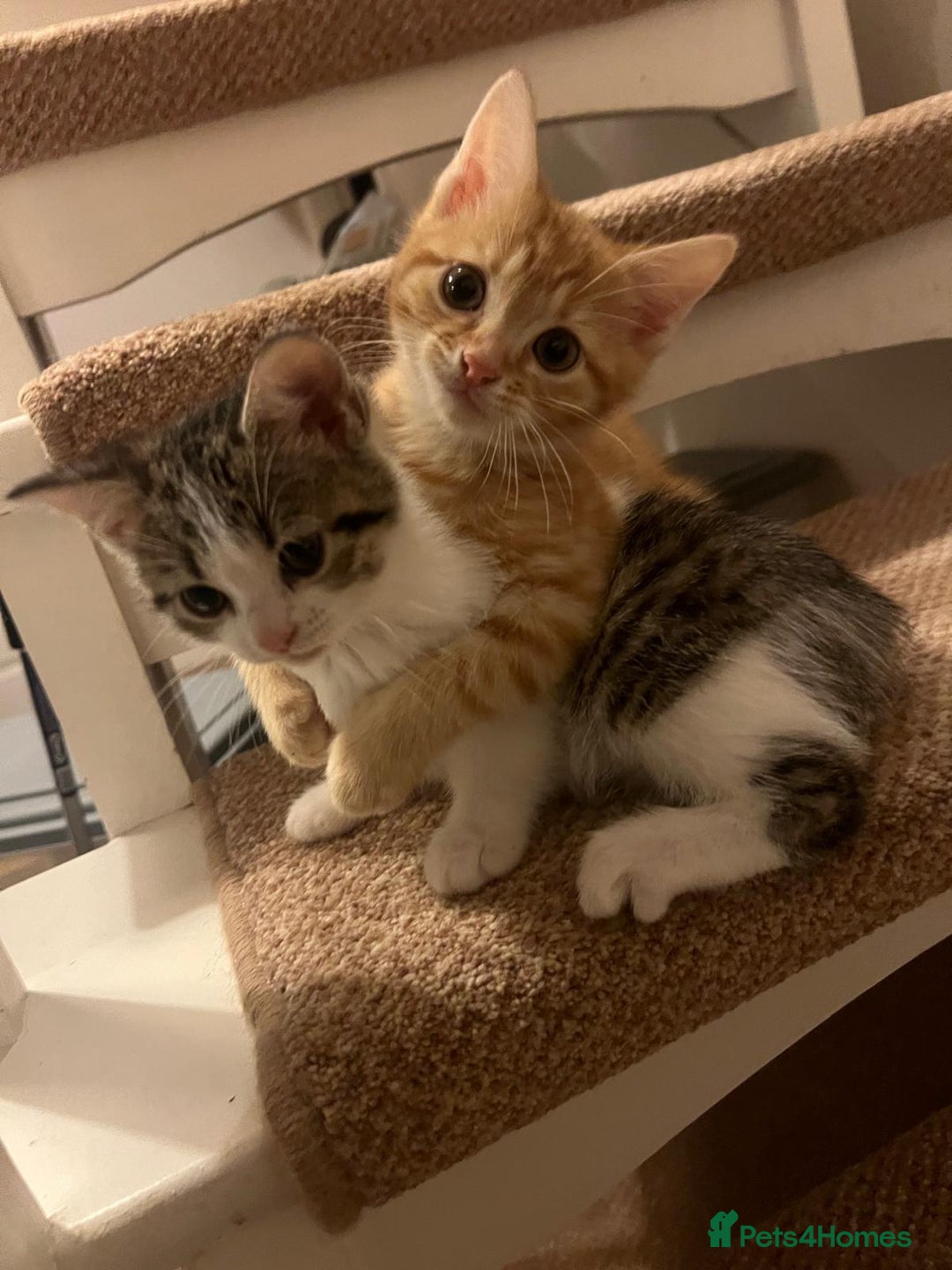 Mixed Breed cats for sale: 6 kittens of a Persian mum with Tuft ears. - Advert 25