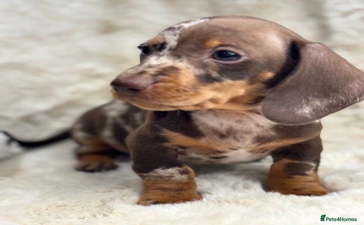 Miniature Dachshund dogs Stunning mini smooth dachshund pups  - Advert 1