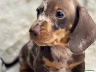 Miniature Dachshund dogs Stunning mini smooth dachshund pups - Advert 4
