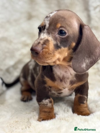 Miniature Dachshund dogs Stunning mini smooth dachshund pups - Advert 1