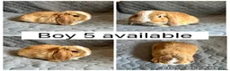 Mini Lop rabbits for sale: 5 beautiful baby mini lops ready to reserve - Advert 1