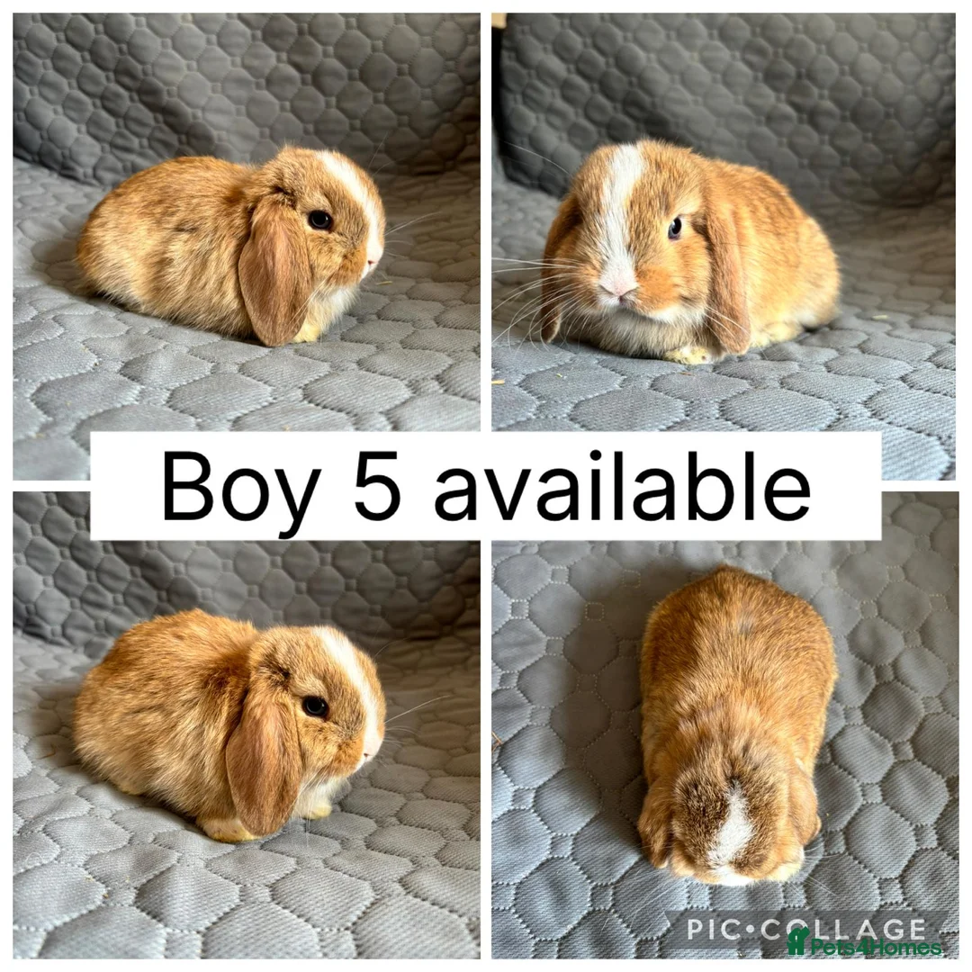 Mini Lop rabbits for sale: 5 beautiful baby mini lops ready to reserve - Advert 1