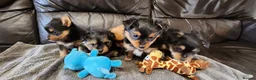 Mixed Breed dogs for sale: 3 puppies left  - Advert 1