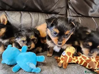 Mixed Breed dogs 3 puppies left - Advert 1